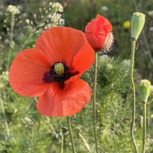 Vallmo i knopp och blomma  - 11